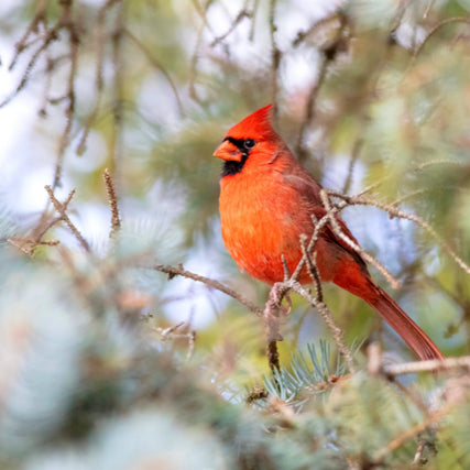 Wild Bird Food & SuppliesCardinal in tree