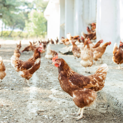 Poultry Feed & SuppliesChickens