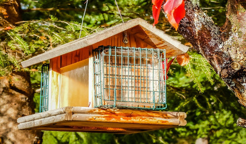 Bird Feeding Tips for Fall