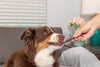Natural Cravings USA Turkey Sizzle Sticks Treat